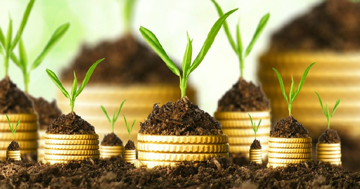 plants sprouting in soil