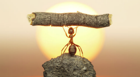 ant lifting a piece of wood