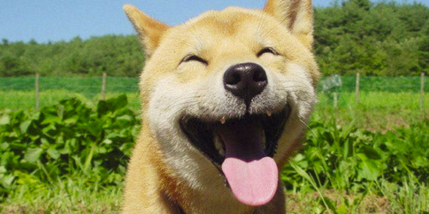 dog in field smiling