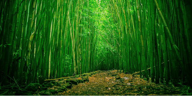 path leading through bamboo thicket